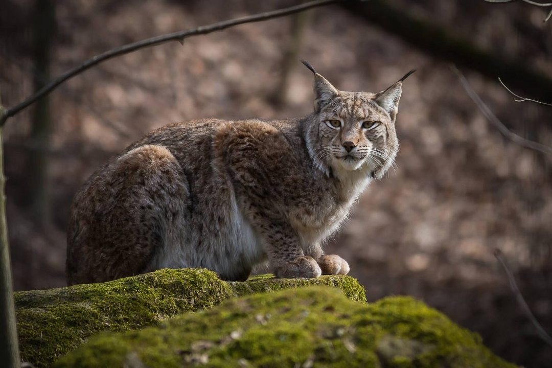découvrez notre guide complet sur le choix de la couverture idéale avec lynx assurance. comparez les options, trouvez les meilleures garanties et protégez vos biens en toute sérénité.