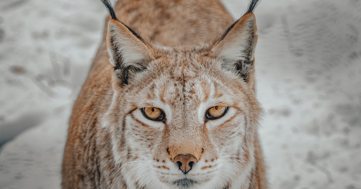 découvrez le lynx vilebrequin, une innovation incontournable pour les passionnés de mécanique. conçu pour offrir une performance exceptionnelle et une durabilité accrue, cet outil révolutionnaire optimise votre expérience de travail. ne ratez pas l'occasion de booster vos projets avec ce véritable bijou technologique!